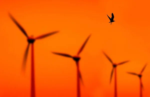 风力涡轮机和飞鸟飞越黄昏的天空 — 图库照片