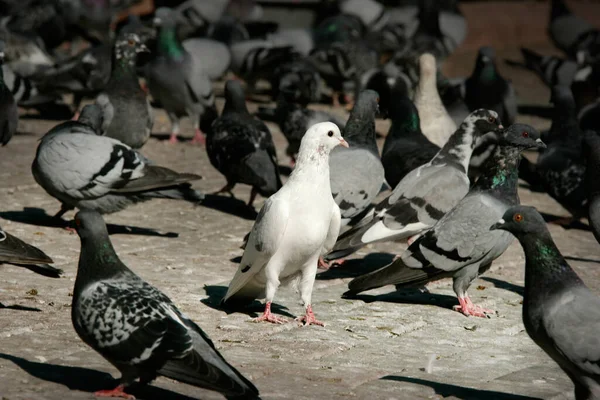 an image of white pigeon in a group of pigeon..