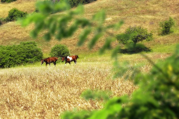 Άλογα Που Τρώνε Χόρτο Στο Πράσινο Πεδίο — Φωτογραφία Αρχείου