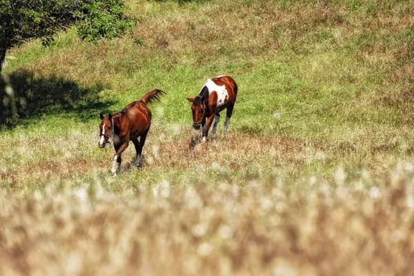 Cavalos Campo Verde — Fotografia de Stock