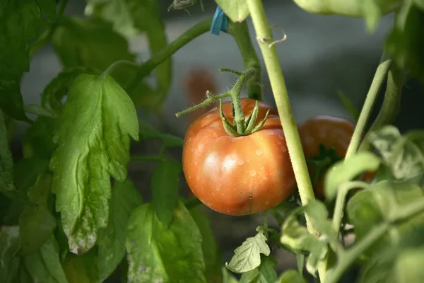 Close Shot Tomatoes Field — Stock Photo, Image