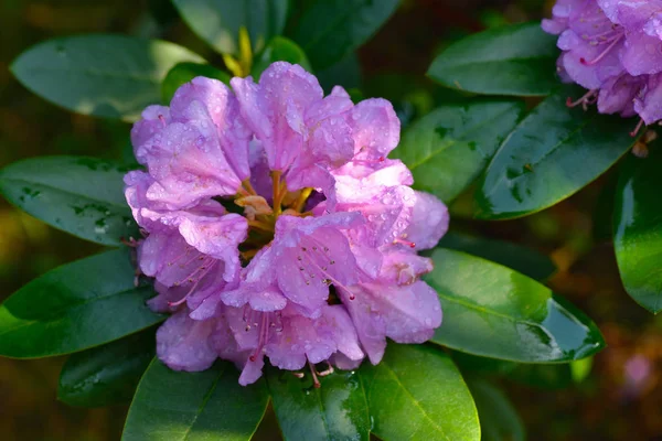 Rododendron Virágok Eső Után — Stock Fotó