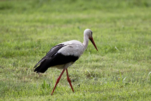 Vue Panoramique Cigogne Blanche Nature Sauvage — Photo