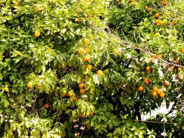 Κοντινό Πλάνο Πορτοκαλιάς Και Φρέσκων Πορτοκαλιών — Φωτογραφία Αρχείου