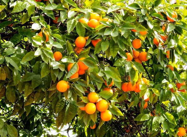 Photo Près Oranger Oranges Fraîches — Photo