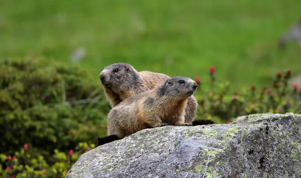 Marmotte Marmotte Rongeur — Photo