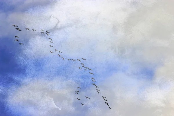 Vogels Kranen Tijdens Vlucht Formatie Foto Collage Textuur Concept Achtergrond — Stockfoto