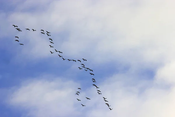 起重机以队形向南飞行 Nature Bird Migration Seasonal Phenomenon Migratory Birds Sky Orientation — 图库照片