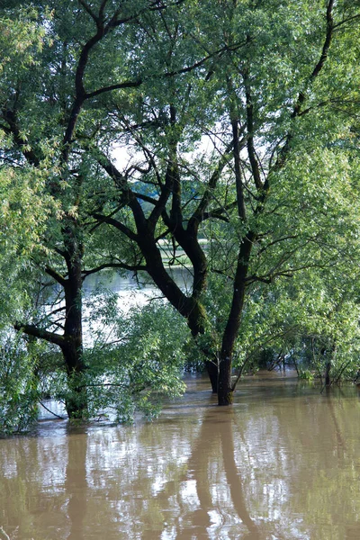 Flooded Tree Landscape Brown Water Countryside Spring Day — Stock Photo, Image