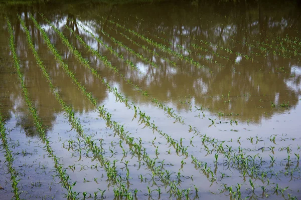 flooded field with brown water in spring at the day