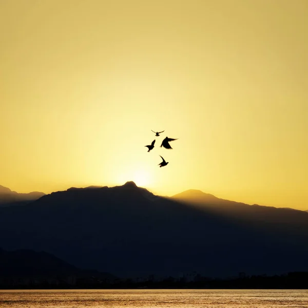 안탈리아의 하늘을 갈매기의 — 스톡 사진