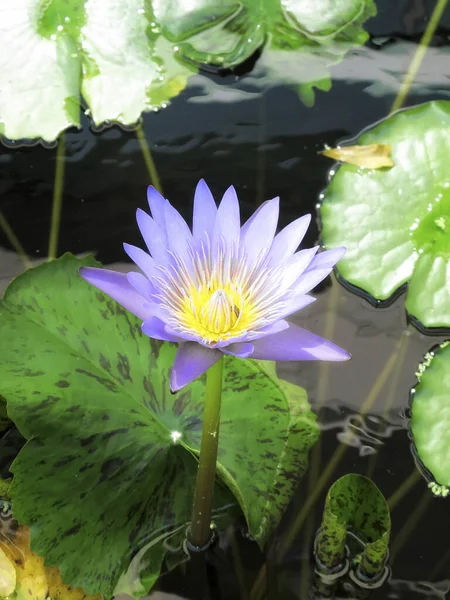 Close Shot Water Lily Lotus Light Garden — Stock Photo, Image
