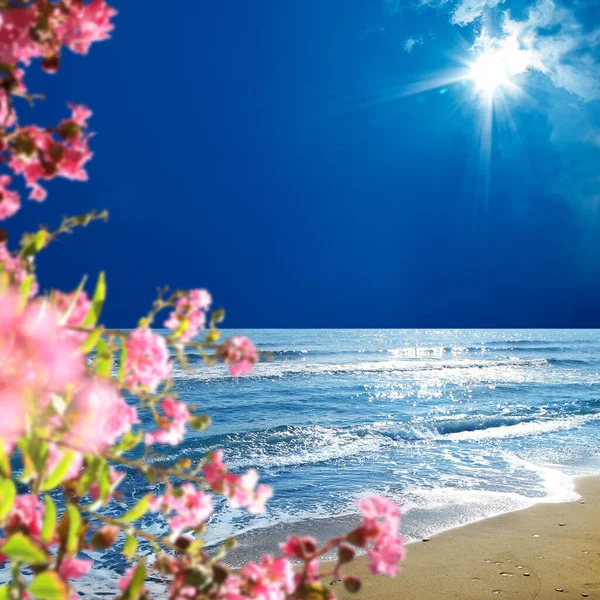 Pusty Złoty Kolor Piaszczysta Plaża Kwiaty Słonecznym Błękitnym Niebie — Zdjęcie stockowe