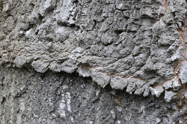 Texture Tronc Arbre Surface Écorce — Photo