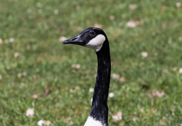 Konstnärlig Sjö Kell — Stockfoto