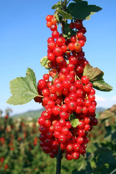 Coacăze Roșii Fructe Pădure Fructe Acre — Fotografie, imagine de stoc