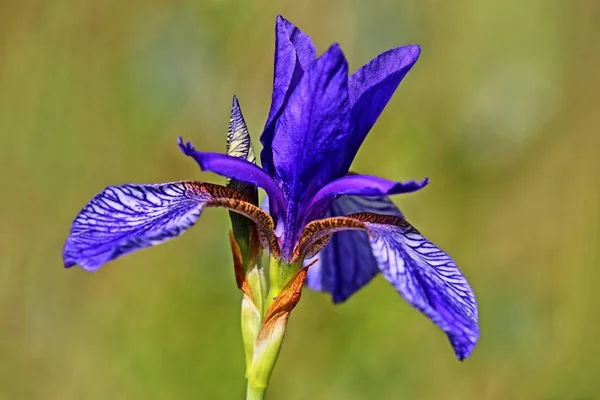 Macro Siberische Iris Iris Sibirica Wollmatinger Ried — Stockfoto