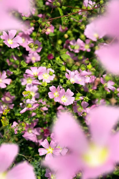 Close Tiro Flores Rosa Jardim — Fotografia de Stock