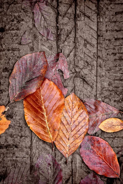 Erhöhte Sicht Auf Schotterpiste Und Herbstlaub Aus Nächster Nähe — Stockfoto