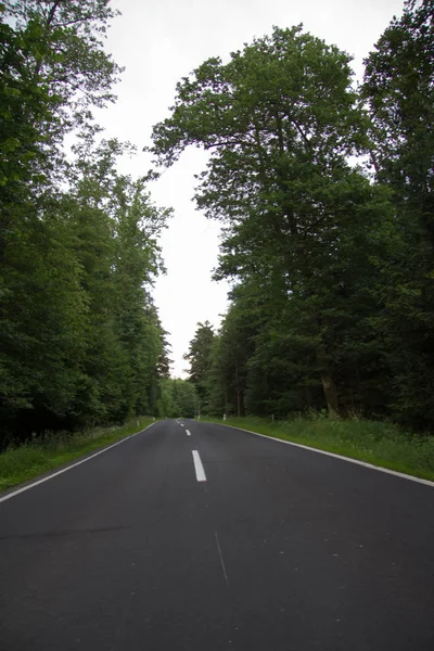 Strada Asfaltata Asciutta Con Curva Senza Veicoli Attraverso Una Foresta — Foto Stock