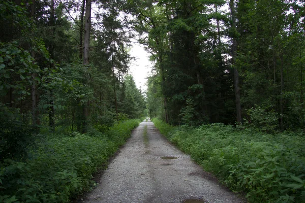 Rechte Onverharde Weg Zonder Voertuigen Door Een Bos Het Voorjaar — Stockfoto