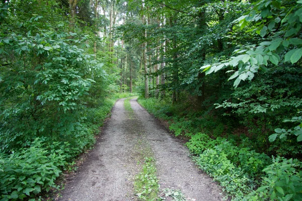 Schnurgerade Schotterstraße Ohne Fahrzeuge Durch Den Wald Frühling Tag — Stockfoto