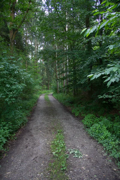 Route Gravier Droite Sans Véhicules Traversant Une Forêt Printemps Jour — Photo