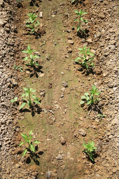 Zbliżenie Strzał Roślin Organicznych Polu — Zdjęcie stockowe