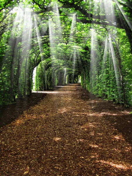 Dirt road tunnel covered with plants and sun rays.