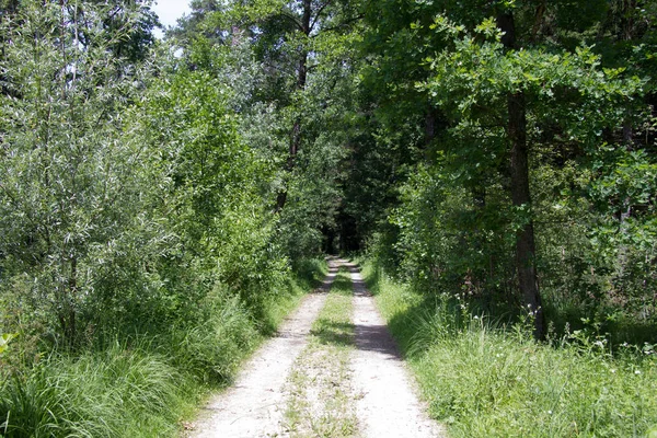 Onverharde Weg Met Struikgewas Een Zonnige Dag Het Voorjaar — Stockfoto