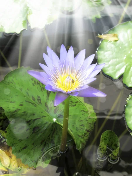 Close Shot Water Lily Lotus Light Garden — Stock Photo, Image