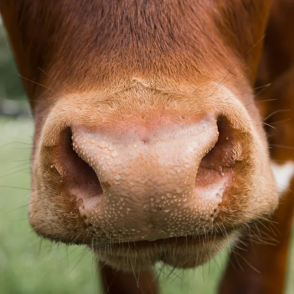 Nose Cow — Stock Photo, Image
