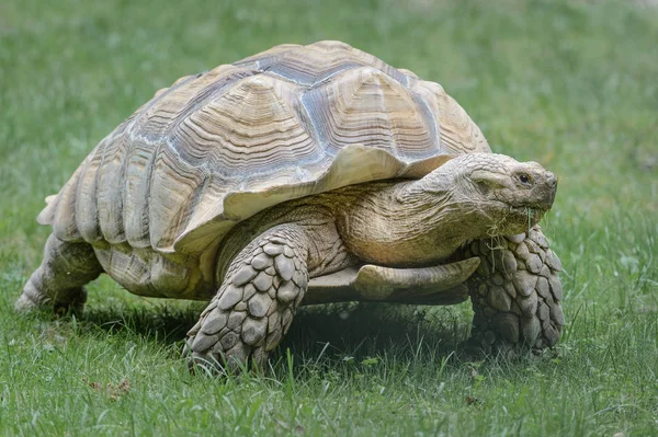 Sköldpaddan Springer Gräset — Stockfoto