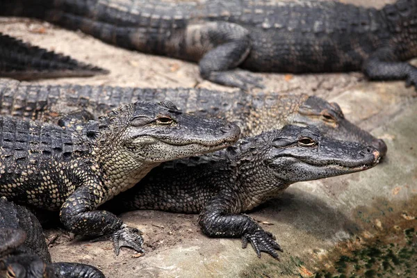 Nahaufnahme Von Wasser Ruhenden Alligatoren — Stockfoto