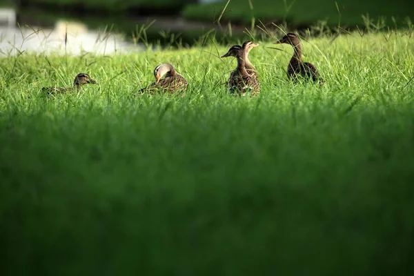 Group Ducks Green Grass Lake Sarasota Florida Usa — Stock Photo, Image