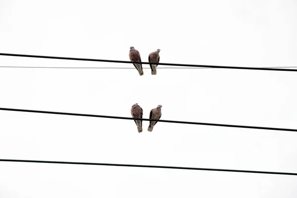 白い空の上の送電線に立つ鳩 — ストック写真