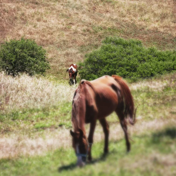 Hästar Äter Gräs Grönt Fält — Stockfoto