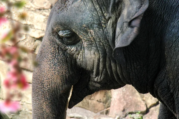 Cerrar Tiro Elefante — Foto de Stock