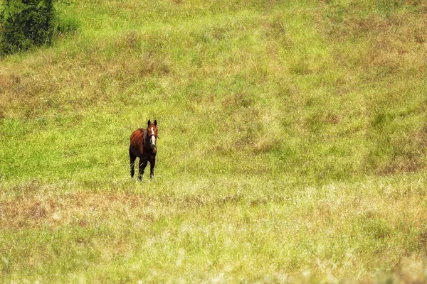 Cheval Sur Champ Vert — Photo