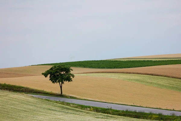 Hügeliges Ackerland Das Frühsommer Tagsüber Eine Straße Mit Einem Baum — Stockfoto