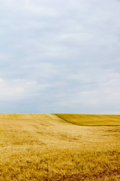初夏の曇天の地平線の穀物畑 — ストック写真