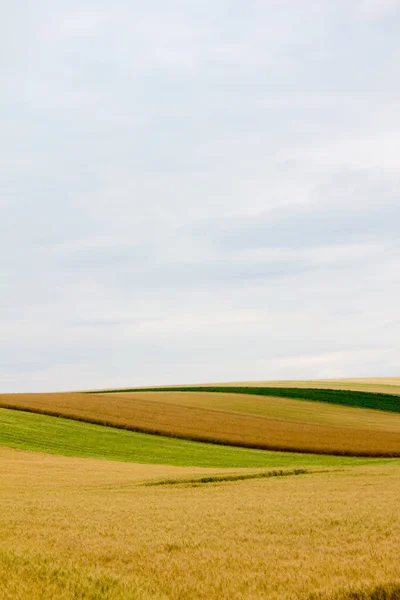 初夏の曇天の地平線に茂みのあるトウモロコシ畑 — ストック写真
