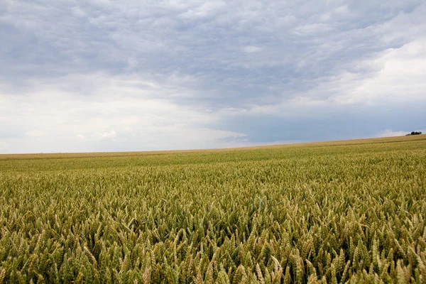 Grain Field Tree Horizon Cloudy Sky Early Summer Day — Stock Photo, Image