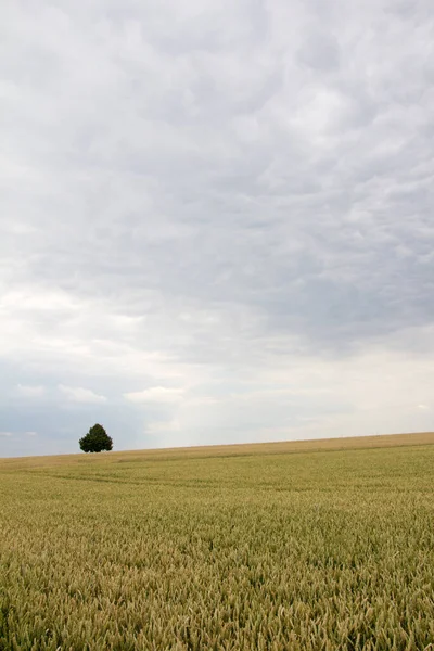 Pole Zboża Drzewami Horyzoncie Pochmurnym Niebie Wczesnym Latem Dzień — Zdjęcie stockowe