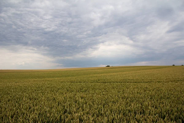 Pole Zboża Drzewami Horyzoncie Pochmurnym Niebie Wczesnym Latem Dzień — Zdjęcie stockowe