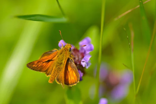 Rostiger Dickkopf Schmetterling — Stockfoto