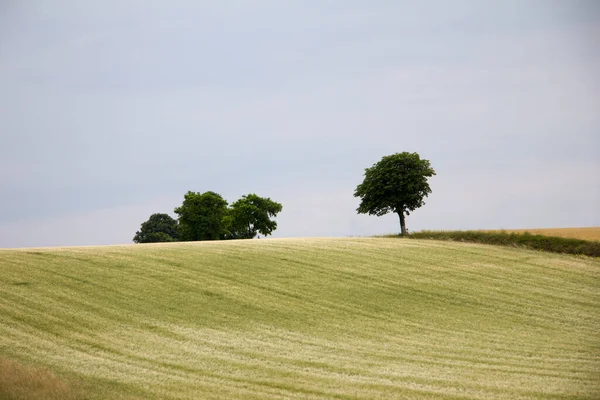 夏初多云的天空 地平线上长满了灌木和树木的麦田 — 图库照片