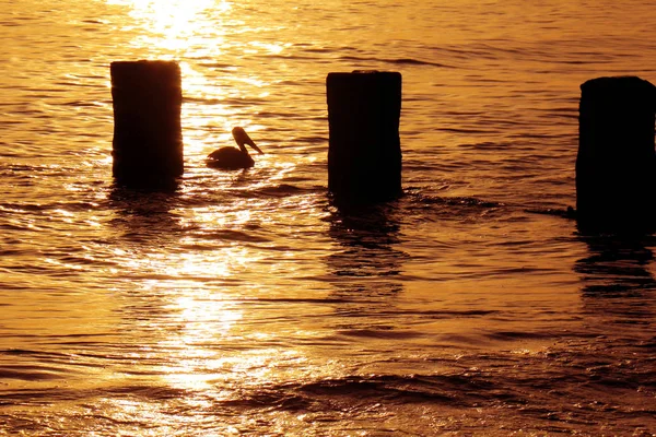 Pelikanen Simmar Havet Solnedgången Florida — Stockfoto