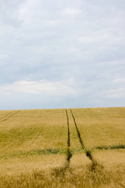初夏の曇り空のレーンや水平線のある穀物畑 — ストック写真