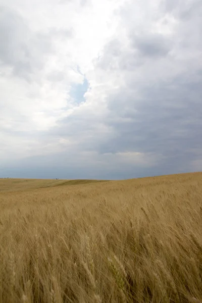 初夏の曇り空のレーンや水平線のある穀物畑 — ストック写真